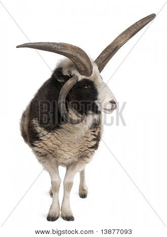 Multi-Horned Jacob Ram, Ovis aries, przed białym tle
