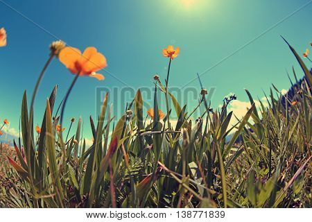 beautiful globeflowers and green grass under blue sky