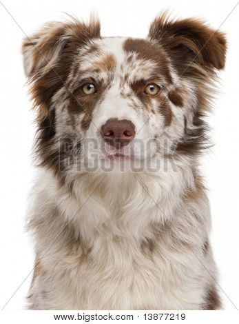 Close-up de Red Merle Border Collie, 6 meses de edad, frente a fondo blanco