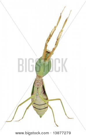 Mantide femmina, Rhombodera Basalis, davanti a sfondo bianco