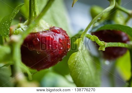 Ripening Small Red Bell Peppers In A Greenhouse