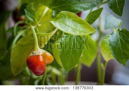 Ripening Small Red Bell Peppers In A Greenhouse