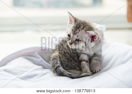 Close up of cute tabby kitten sitting and smile on white pillow pet bed.