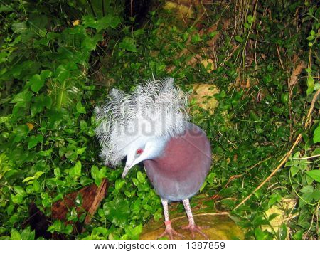 Oiseau