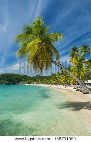 Coconut palm trees on the Caravelle beach in Sainte Anne, Guadeloupe, Caribbean