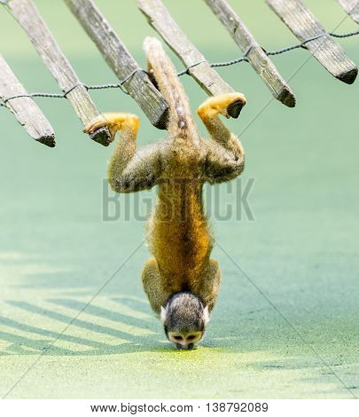 Squirrel Monkey - Drinking Water Up-side Down