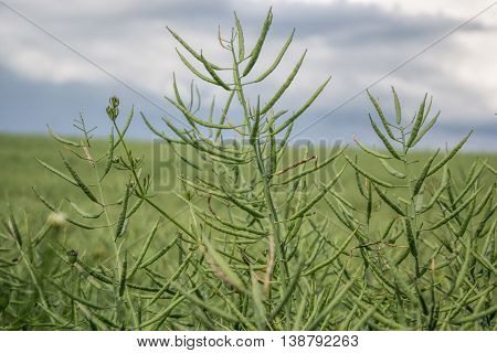 Ripe seeds of rape. Field of green ripeness oilseed rape isolated on a cloudy blue sky in summer time (Brassica napus), Canola corp, rapeseed plant landscape. Slovakia