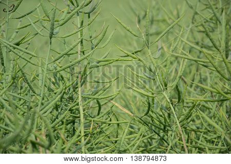 Ripe seeds of rape. Field of green ripeness oilseed rape isolated on a cloudy blue sky in summer time (Brassica napus), Canola corp, rapeseed plant landscape. Slovakia