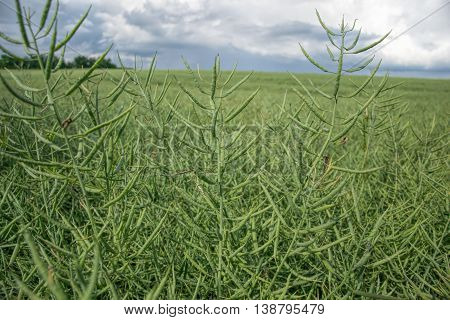 Ripe seeds of rape. Field of green ripeness oilseed rape isolated on a cloudy blue sky in summer time (Brassica napus), Canola corp, rapeseed plant landscape. Slovakia