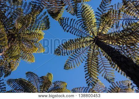 gigantic silver fern trees against blue sky