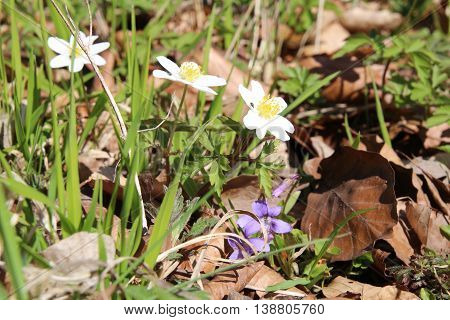 Anemones and violets on the forest floor