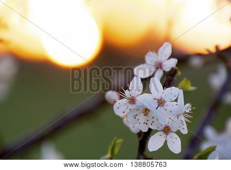 Cherrywood flowers in the lovely sunset at springtime