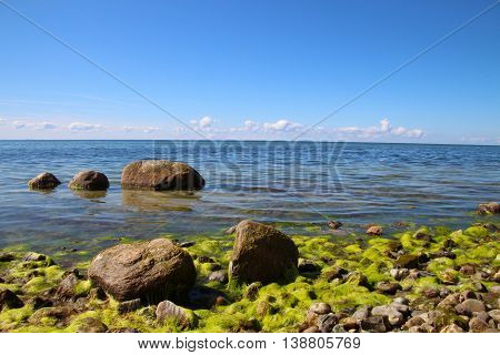 Green seaweed on a danish beach with stones