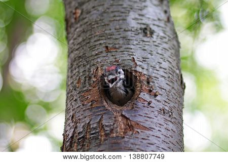 Chick woodpecker looks from a hollow. Birds