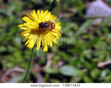 Bee collecting pollen from yellow flower in sunny day