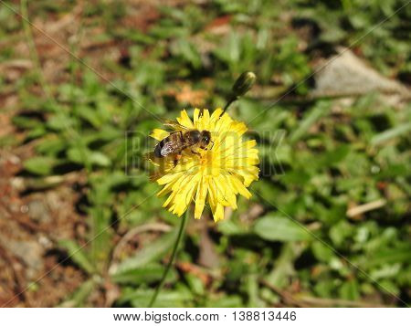Worker bee collecting pollen a yellow flower