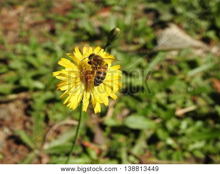 Bee collecting pollen from a yellow flower