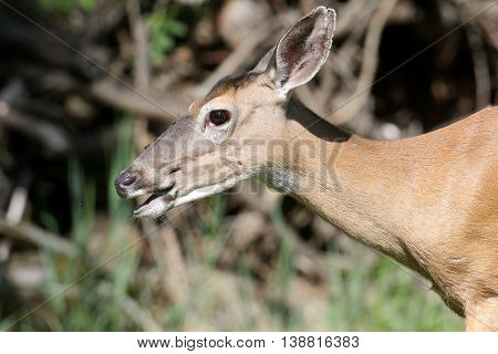 White-tailed Deer (Odocoileus virginianus) doe with a greenl background