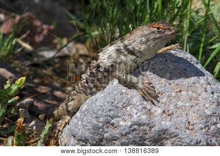 Twin-spotted Spiny Lizard (Sceloporus bimaculosus) in New Mexico