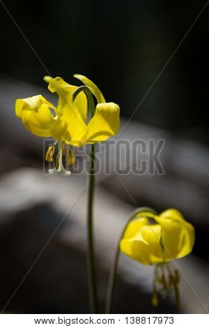 Wild flower at Waterton Lakes National Park, Canada
