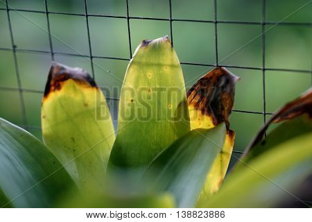Leaves of bromeliad which were planted in the garden