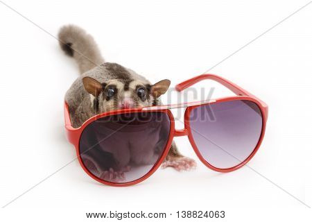 Little flying squirrel looking out while standing behind red sunglasses on white background.