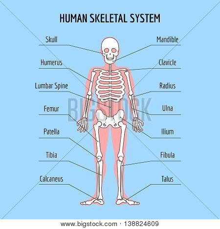 Human Skeletal System Vector & Photo (Free Trial) | Bigstock