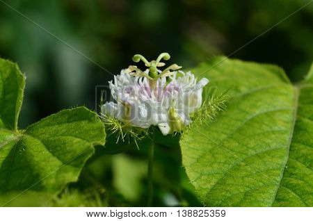 One passiflora foetida flower in the garden in thailand