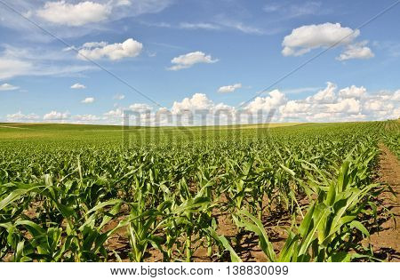 Young cornfield. Agriculture and farming in eastern Europe