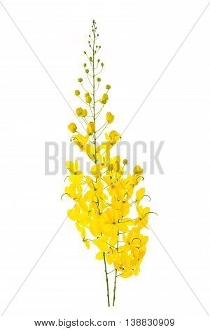 Cassia fistula flower isolated on white backgroundisolated