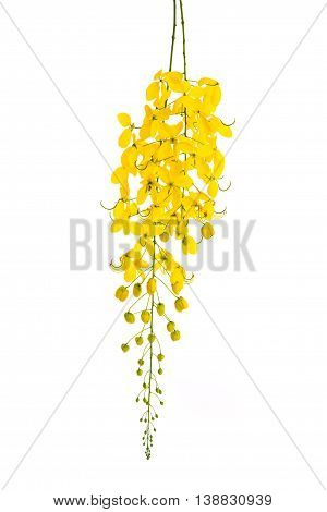 Cassia fistula flower isolated on white backgroundisolated