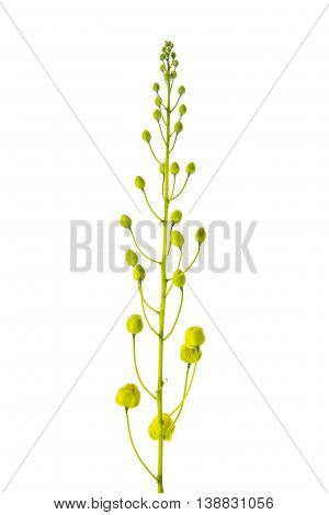 Cassia fistula flower isolated on white backgroundisolated