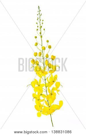 Cassia fistula flower isolated on white backgroundisolated