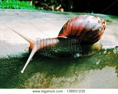 snail crawling slowly on granite floor close-up shot