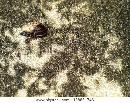 snail resting under the shade of a tree
