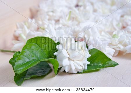 Jasmine (Other names are Jasminum Melati Jessamine Oleaceae Jasmine) flowers spread on wooden board background