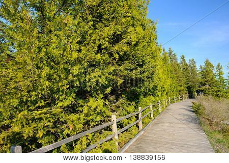 Boardwalk in forest at Presque Isle, MI, USA