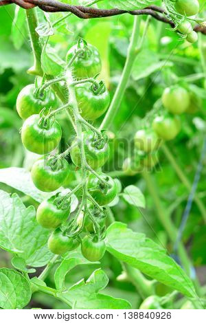 Branch of green unripe cherry tomatoes. Organic cherry tomatoes cultivation in a garden. Vegetable gardening. Closeup
