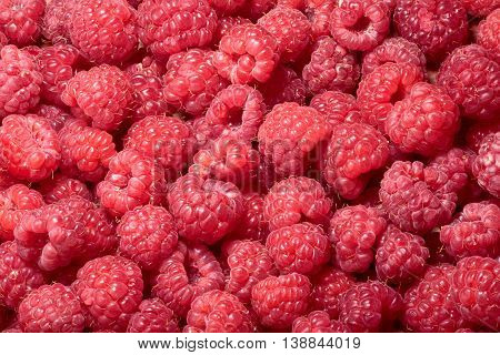 Raspberry (rubus Idaeus) Background