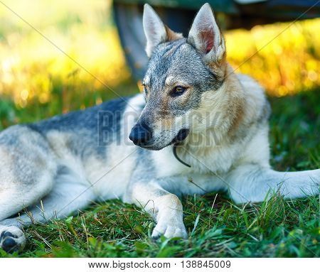 domesticated wolf dog resting relaxed on a meadow in shadow of caravan car. Czechoslovakian shepherd