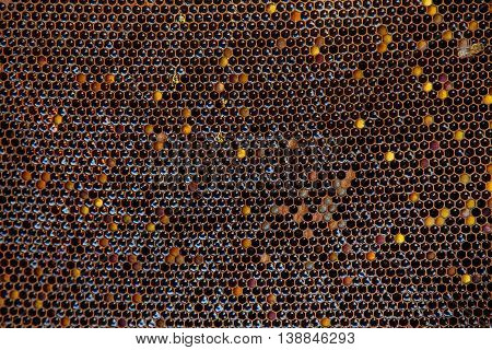 Ambrosia. Honey. Apiary. Honeycomb filled with honey and pollen