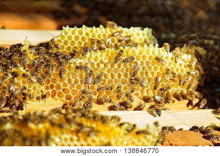 Apiary. Honeycomb filled with honey. Bees sitting on a honeycomb