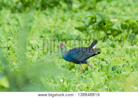 Water Bird walking overplant (Purple Swamphen) as background