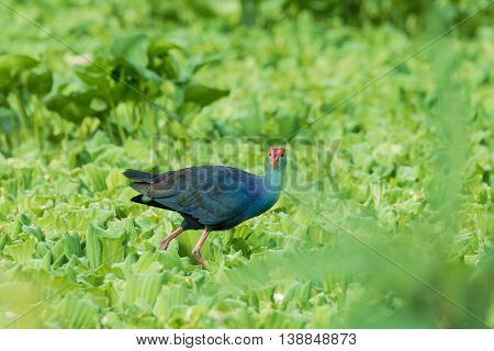Water Bird walking overplant (Purple Swamphen) as background