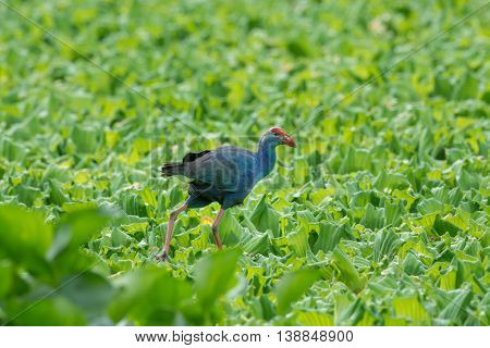 Water Bird walking overplant (Purple Swamphen) as background