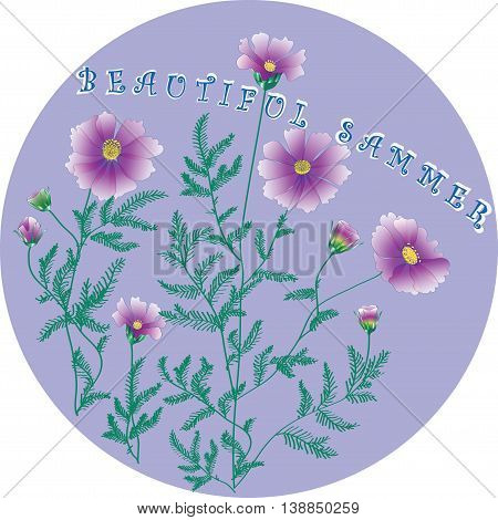 kosmeya flower. Vector illustration. Kosmeya on a lilac background.