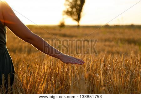 A young woman standing in a wheat field at sunset and holding wheat