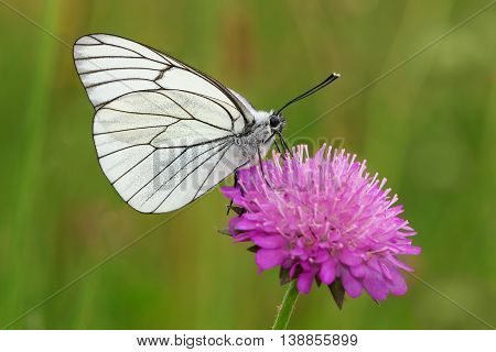 Male of Black-veined White butterfly on the pink flower