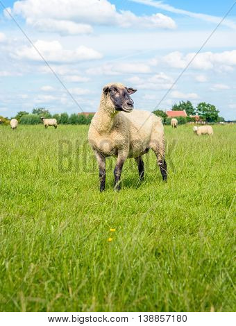 One aside looking blackheaded sheep in the foreground of a group of sheep in a Dutch meadow with fresh green grass on a sunny summer day.