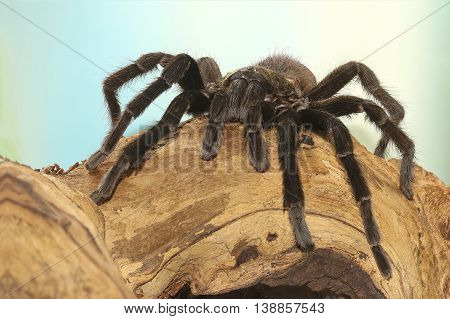Mexican black velvet tarantula on the branch